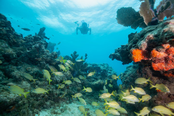 Naklejka na ściany i meble Adventurous girl snorkeling in the ocean coral reef. Located near Key West, Florida, United States.