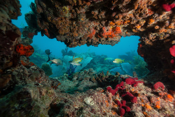 Naklejka na ściany i meble Beautiful coral reef in the Atlantic Ocean. Located near Key West, Florida, United States.
