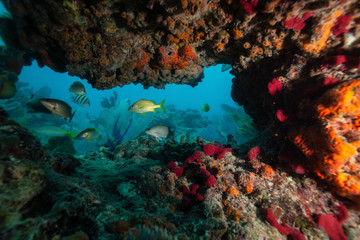 Naklejka na ściany i meble Beautiful coral reef in the Atlantic Ocean. Located near Key West, Florida, United States.