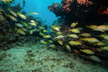 A group of small yellow fish, Bigeye Yellow Snapper, swimming in the ocean coral reef. Located near Key West, Florida, United States.