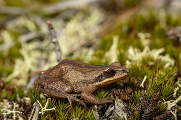 New Jersey Chorus Frog - Pseudacris kalmi