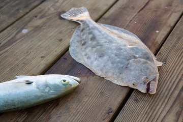 Fish on a wooden pier caught by fishermen. Daytona Beach, Florida, United States.