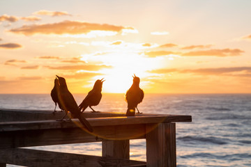 Sea Birds sitting on a wooden pier by the ocean during a vibrant cloudy sunrise. Taken in Daytona Beach, Florida, United States.