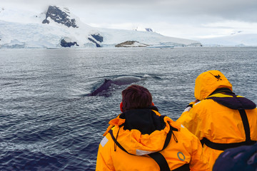 ANTARCTICA, Whale Watchers © fotodeandre