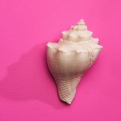 sea shell on pink background