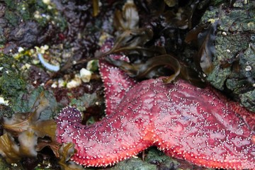 Starfish Waiting for High Tide
