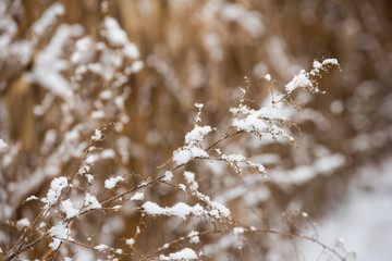 Snow on wildflowers