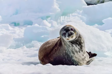 Foto op Canvas ANTARCTICA, Weddell Seal © fotodeandre