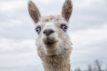 Albino Alpaca in a farm during a cloudy day.