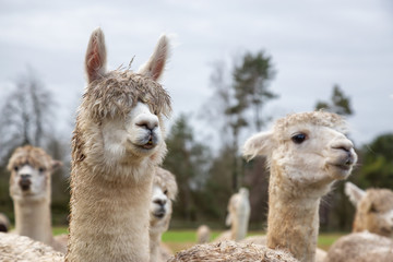 Alpaca in a farm during a cloudy day.