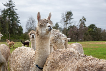 Obraz premium Alpaca in a farm during a cloudy day.