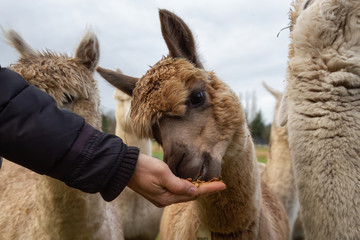 Girl feeding food from hand to an Alpaca in a farm during a cloudy day. © edb3_16