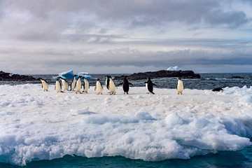 ANTARCTICA, 