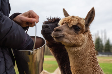 Girl feeding food from hand to an Alpaca in a farm during a cloudy day.