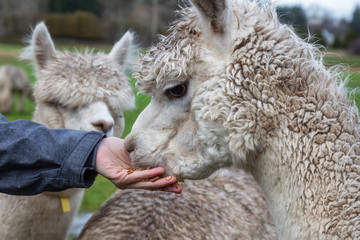Girl feeding food from hand to an Alpaca in a farm during a cloudy day.