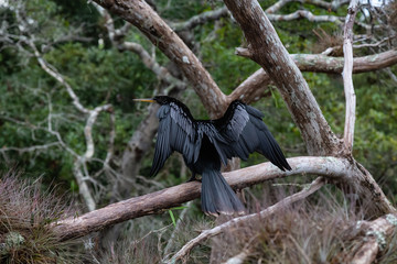 Double-crested cormorant sitting on a tree. Taken in Chassahowitzka River, located West of Orlando,...