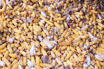 Ears of corn in a pile