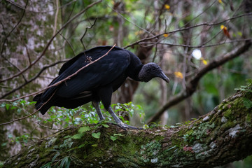 Black Vulture sitting on a tree. Taken in Chassahowitzka River, located West of Orlando, Florida, United States.