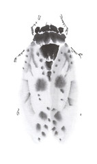 Obraz premium 水墨調 蝉