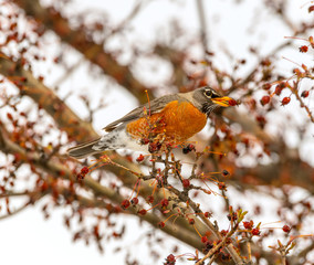 Robin eats dried crab apples in tree with no leaves