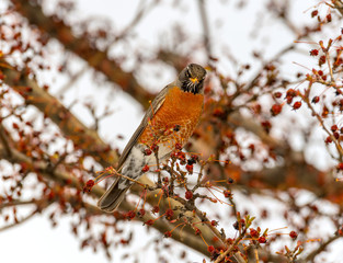 Robin eats dried crab apples in tree with no leaves