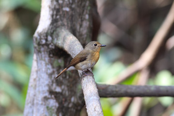 hill blue flycatcher (female) on mangrove tree 