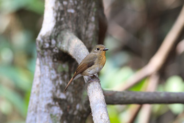hill blue flycatcher (female) on mangrove tree 