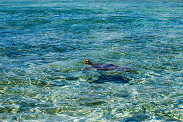 Fototapeta na wymiar sea tortoise swimming in water