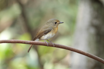 hill blue flycatcher (female) on mangrove tree 