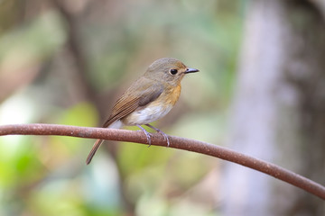 hill blue flycatcher (female) on mangrove tree 