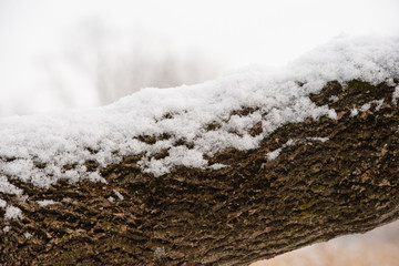 Snow on a tree