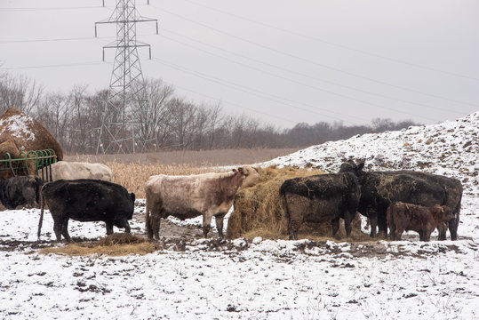Cattle eating in winter - Powered by Adobe