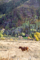 horses in the utah mountains during the autumn leaves