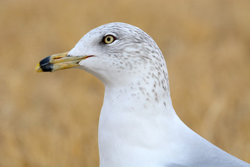 Portrait of ring billed gull bird or larus delawarensis against dry winter grass