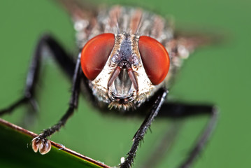 Macro Photo of Head of Housefly on Green Leaf