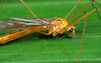 Macro Photo of Orange Crane Fly on Green Leaf