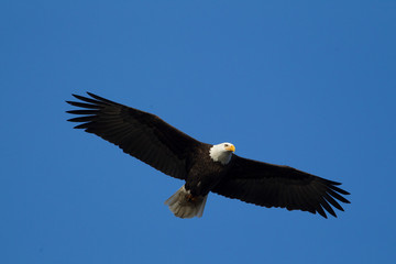 Fototapeta na wymiar Majestic eagle soaring up in the sky.