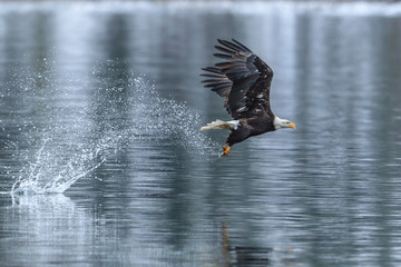 Bald eagle makes splash catching a fish. © Gregory Johnston