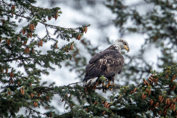 Perched bald eagle looks for food.