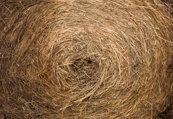 Hay texture