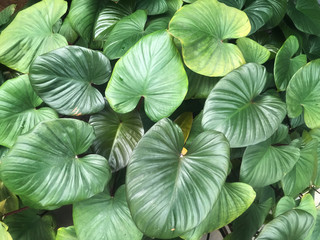 Philodendron pastazanum garden