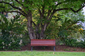 Empty park bench underneath the canopy of a tree