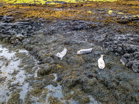 Aerial view of seal colony in Scotland - UK