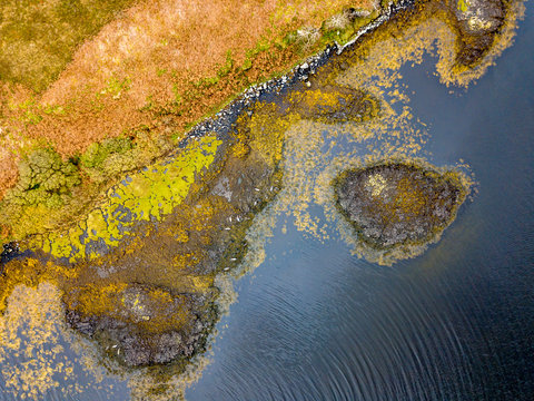 Aerial view of seal colony in Scotland - UK