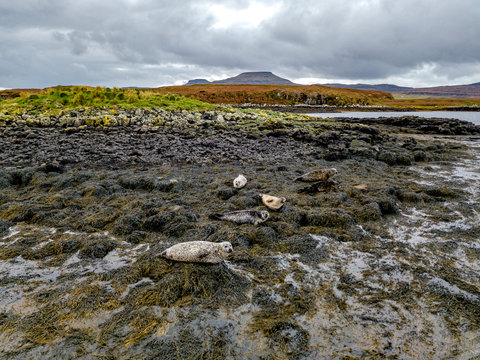 Aerial view of seal colony in Scotland - UK