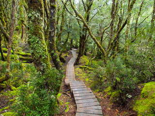 Obraz premium Walking Through the Damp Forrest