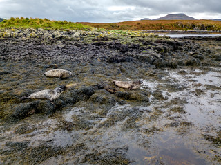 Aerial view of seal colony in Scotland - UK
