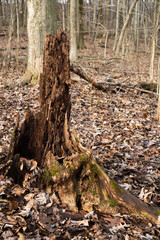 Tree stump in the woods