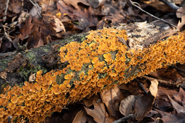 Fungus on a dead tree branch