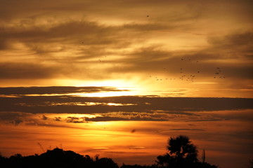 Fototapeta na wymiar Birds enjoy their nest returning during sunset